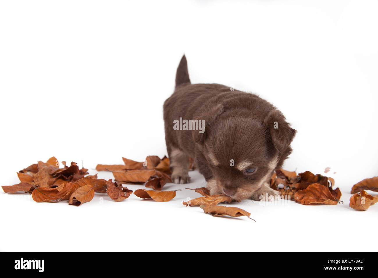 Chihuahua Welpen isoliert auf weißem Hintergrund Stockfoto