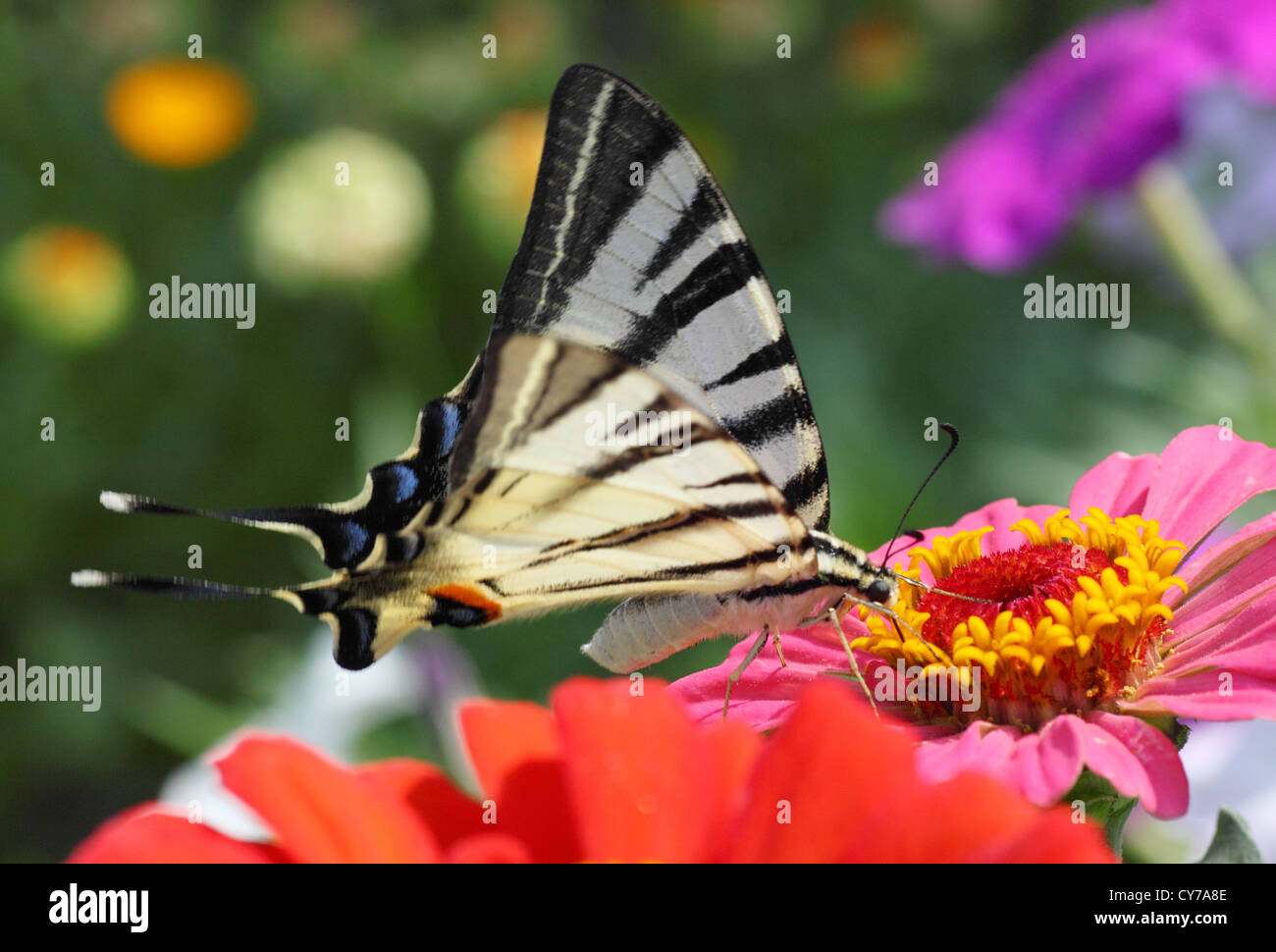 Knappen Schwalbenschwanz Schmetterling sitzt auf Zinnie Stockfoto