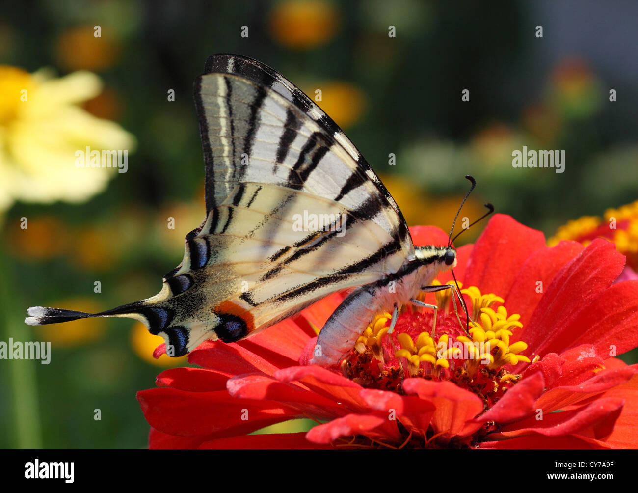 Knappen Schwalbenschwanz Schmetterling sitzt auf rote Blume Stockfoto