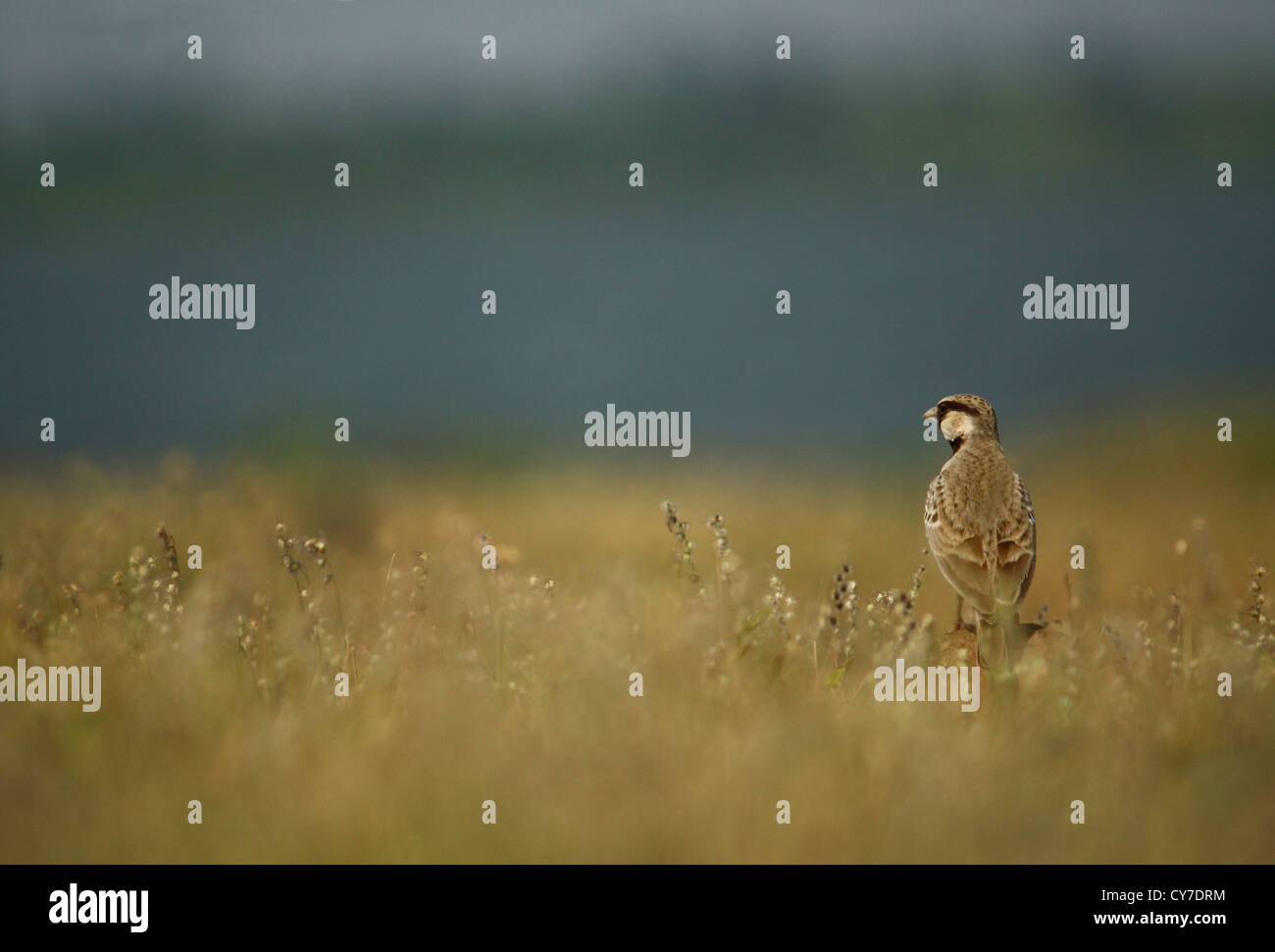 Ashy Crowned Sparrow Lark - Scape Stockfoto