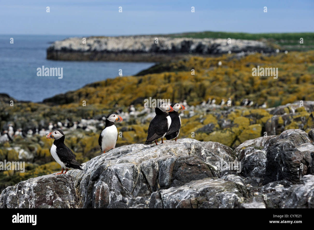 Papageitaucher (Fratercula Arctica) Stockfoto