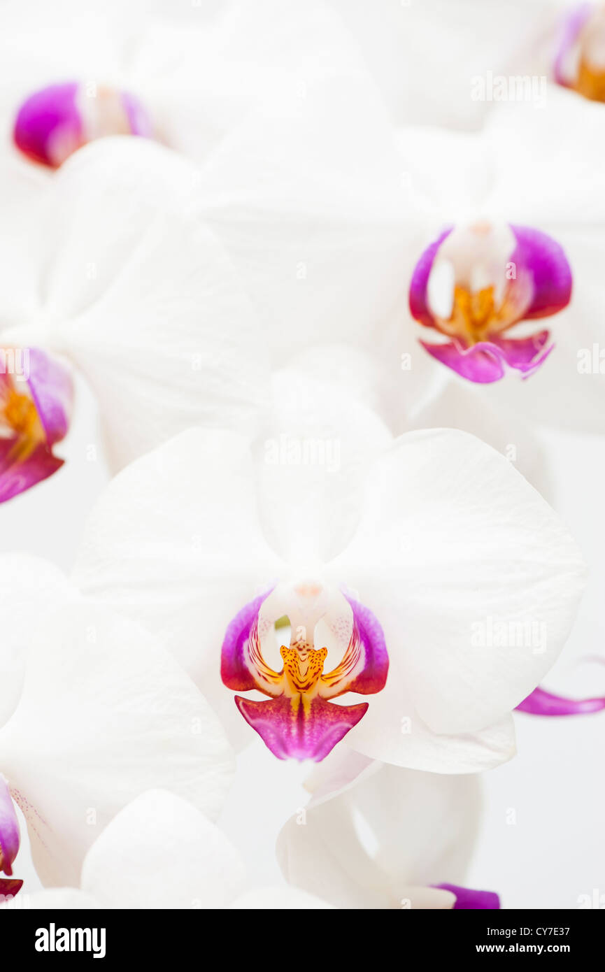Weiß-rosa Motte Orchidee, Phalaenopsis Stockfoto