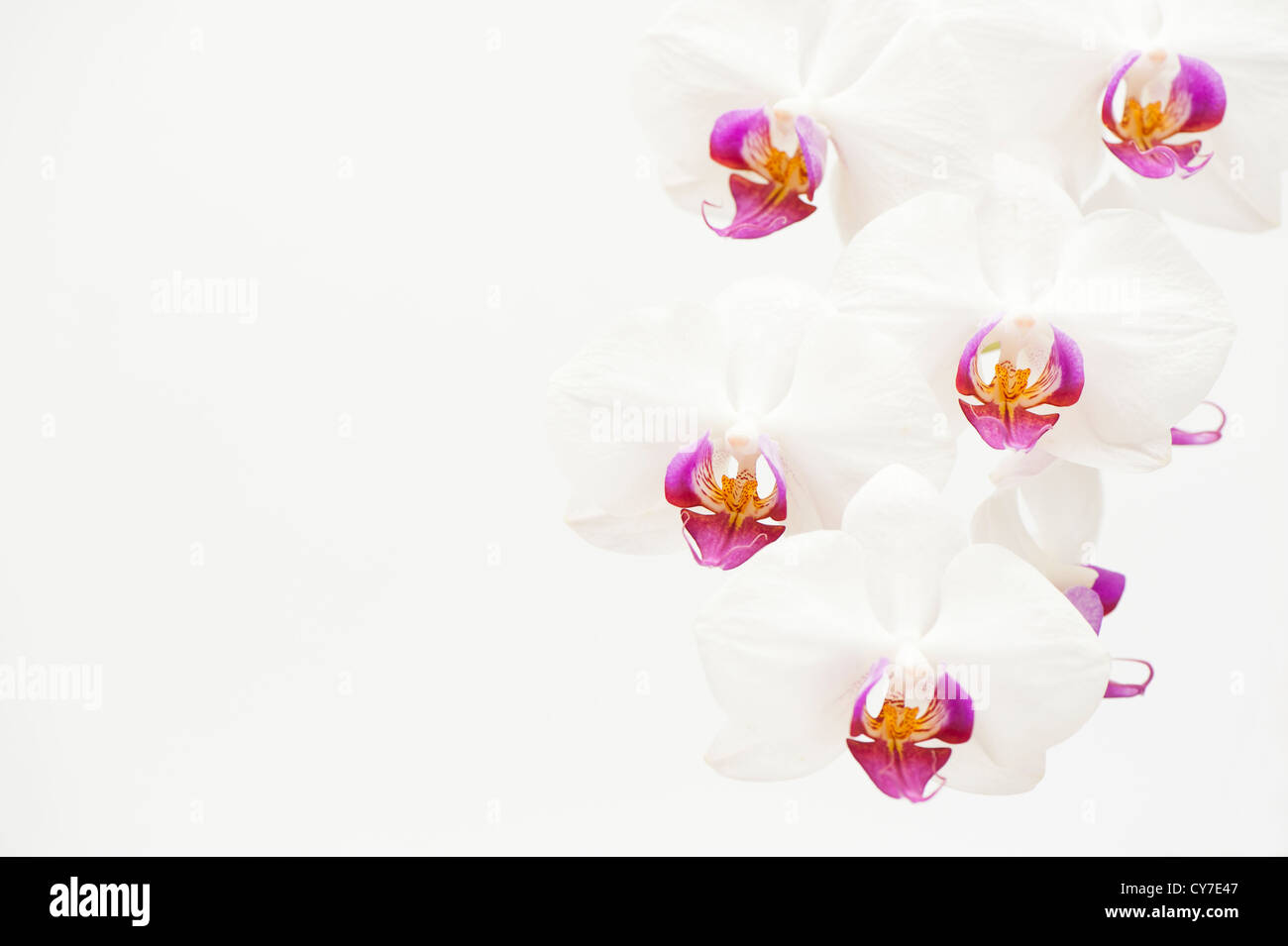 Weiß-rosa Motte Orchidee, Phalaenopsis Stockfoto