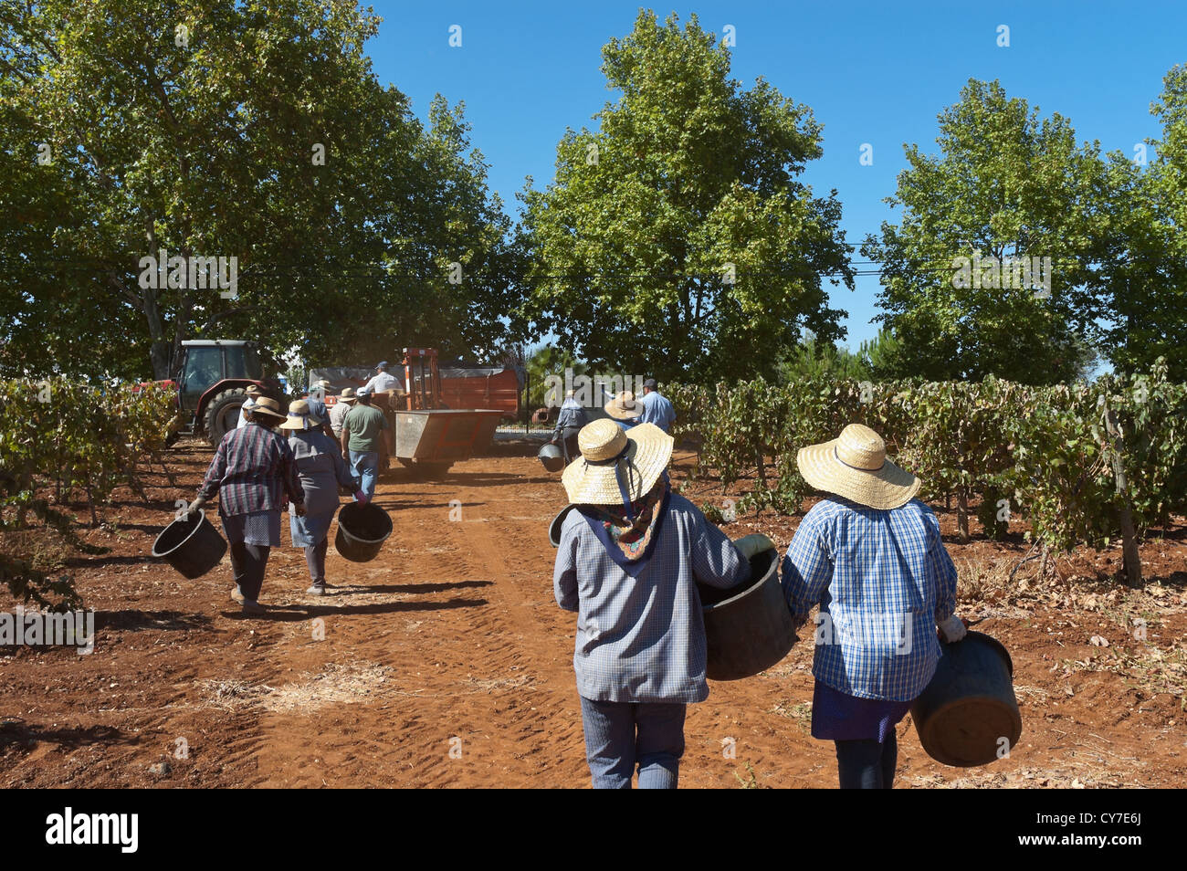 Gruppe von lokalen Erntemaschinen zu Fuß zur Arbeit im Weinberg, Borba, Alentejo, Portugal Stockfoto