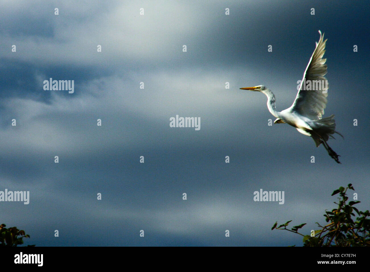 Silberreiher Flug im Pantanal-Brasilien Stockfoto