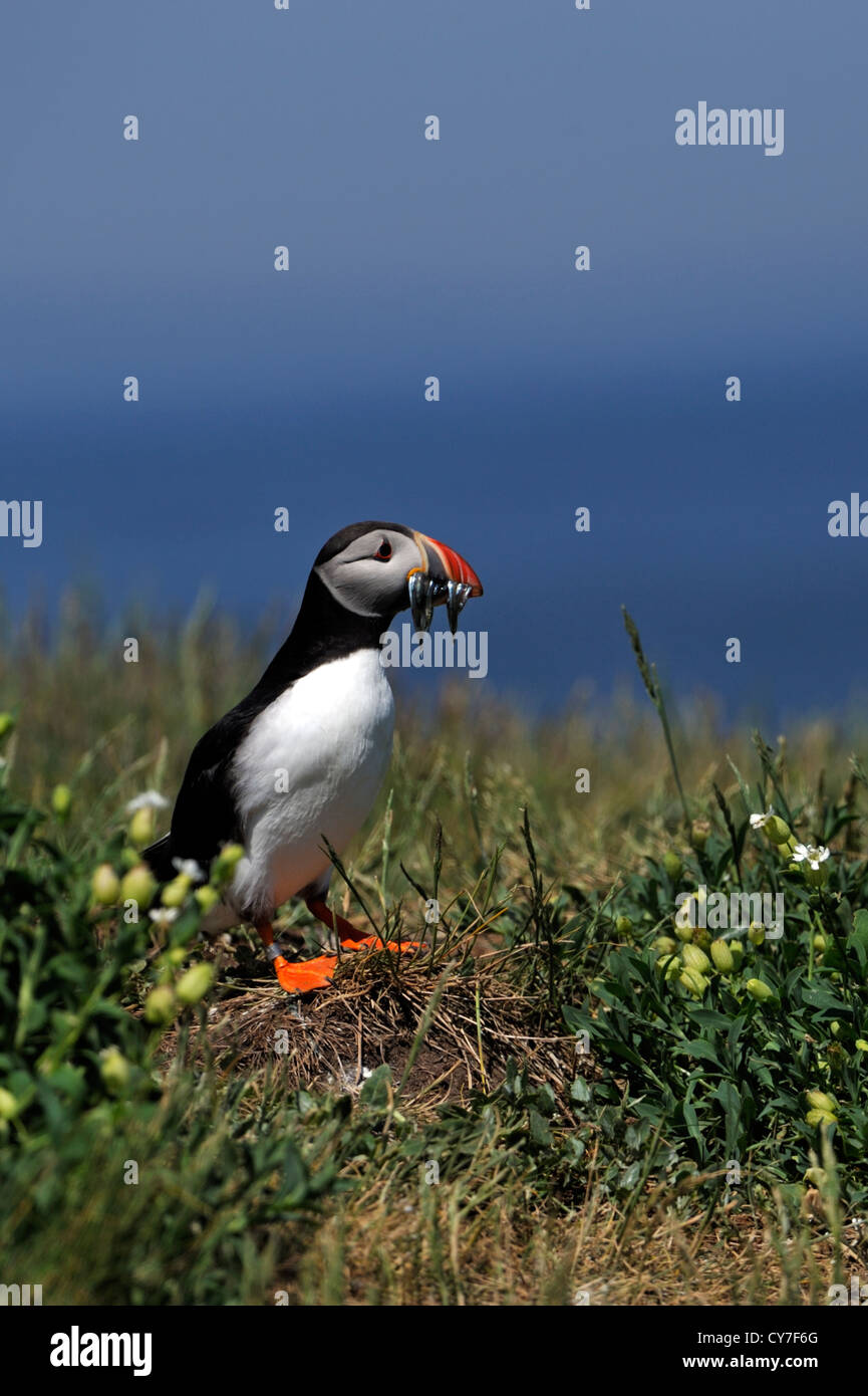 Papageitaucher (Fratercula Arctica) Stockfoto