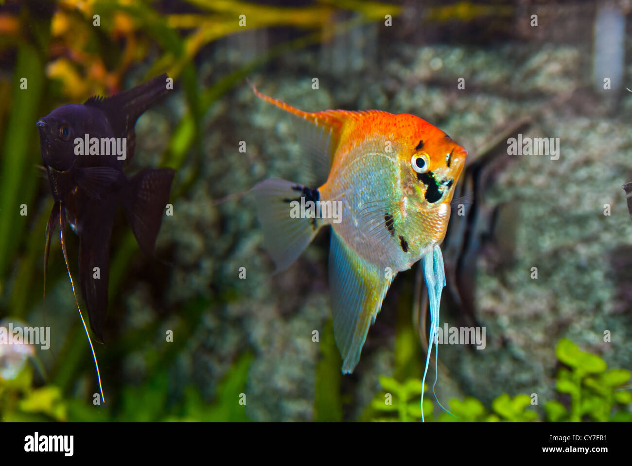 Exotische Fischarten und Pflanzen in einem acvariun Stockfoto