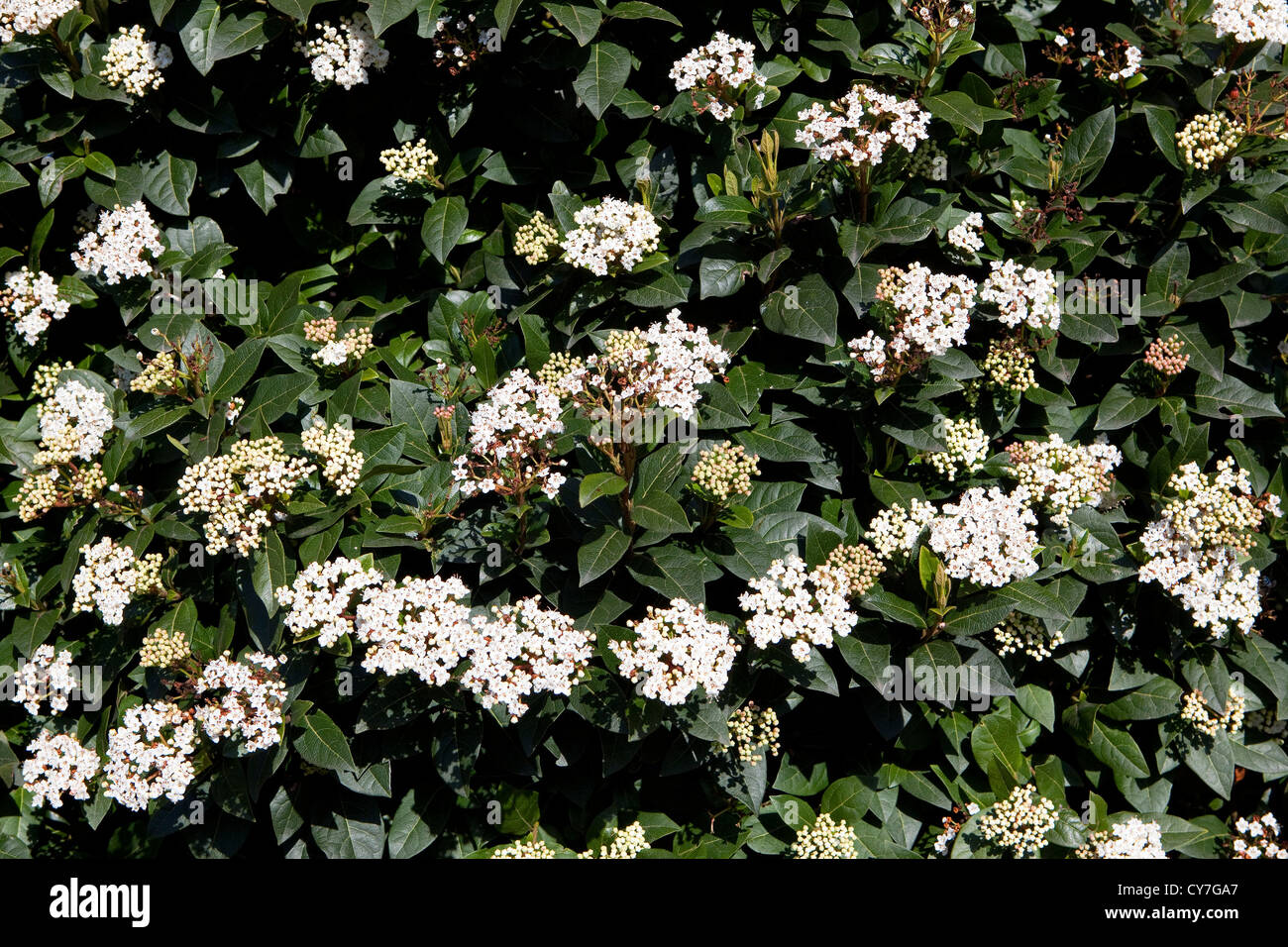 Immergrüne Viburnum Tinus Strauch blüht im späten winter