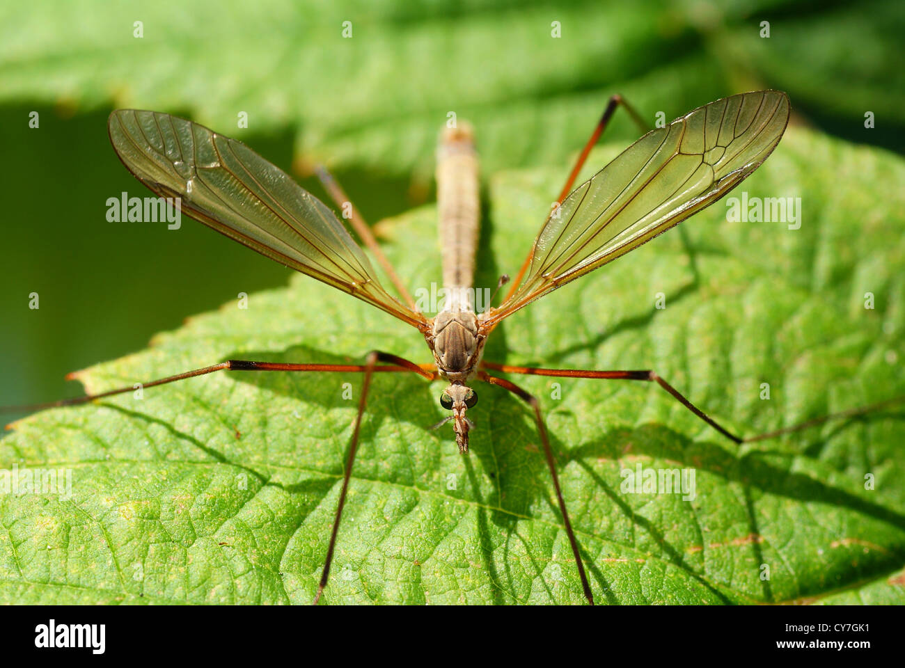 große Moskito sitzen auf grüne Himbeer Busch Stockfoto