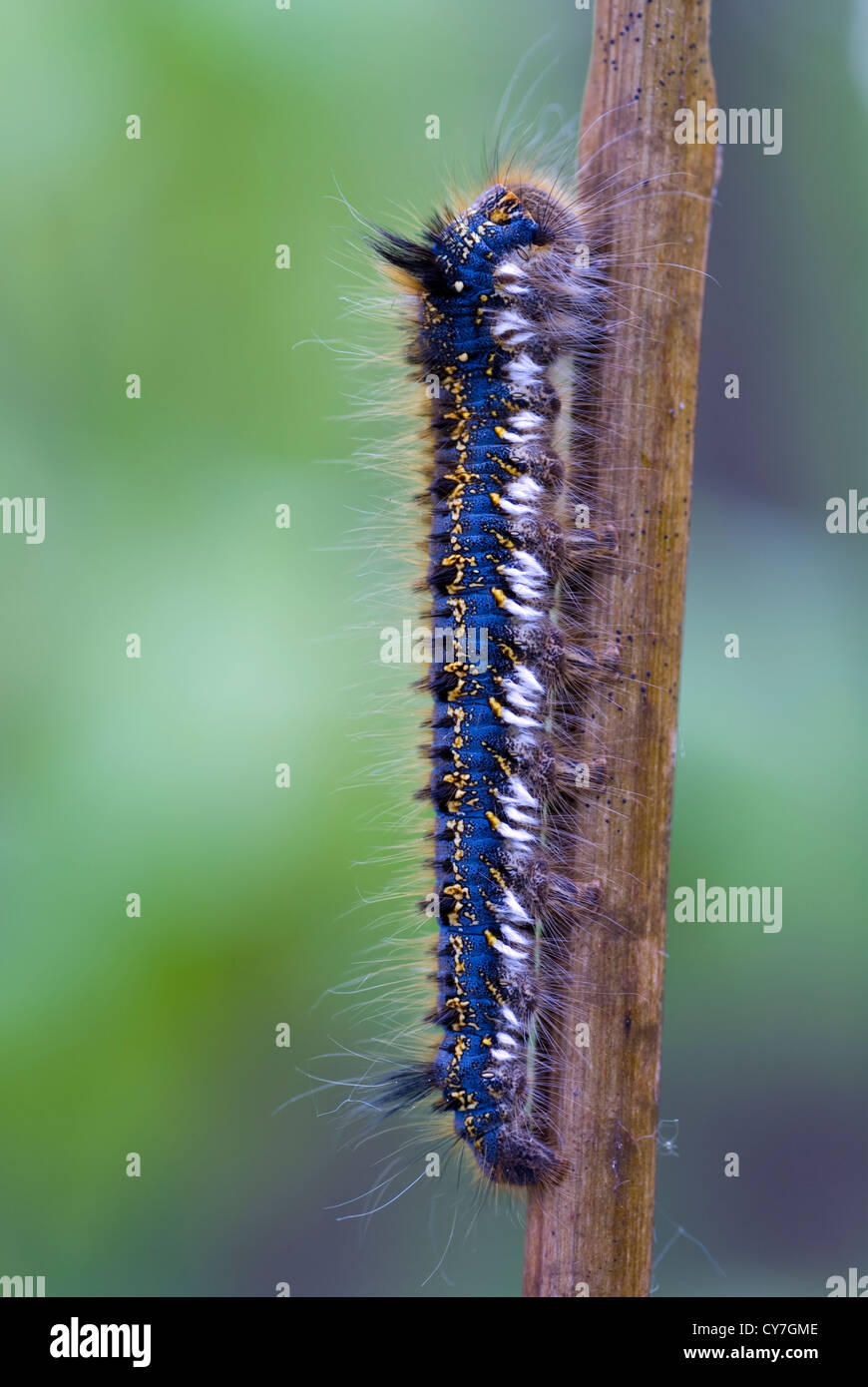 große blaue Raupe Standortwahl auf Stick im grünen Stockfoto