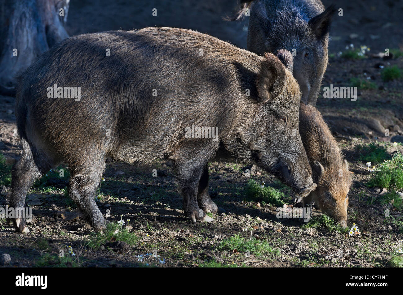 Wildschweine, Introd, Aostatal, Italien Stockfoto
