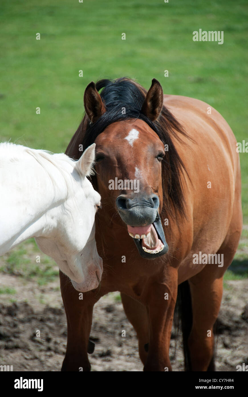 Spielerische Pferde. Stockfoto