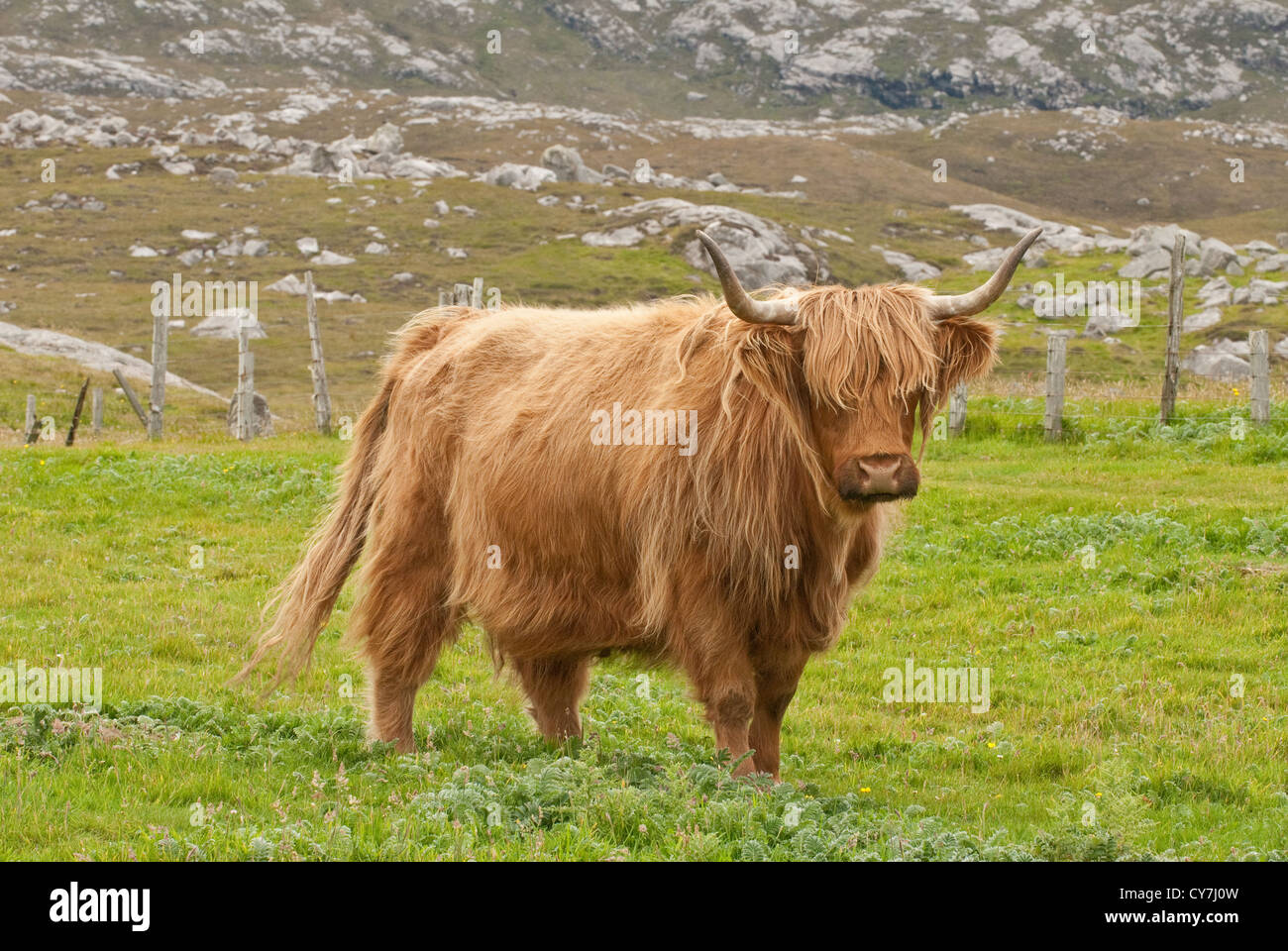 Highland Kuh. Insel Lewis, Äußere Hebriden, Schottland Stockfoto