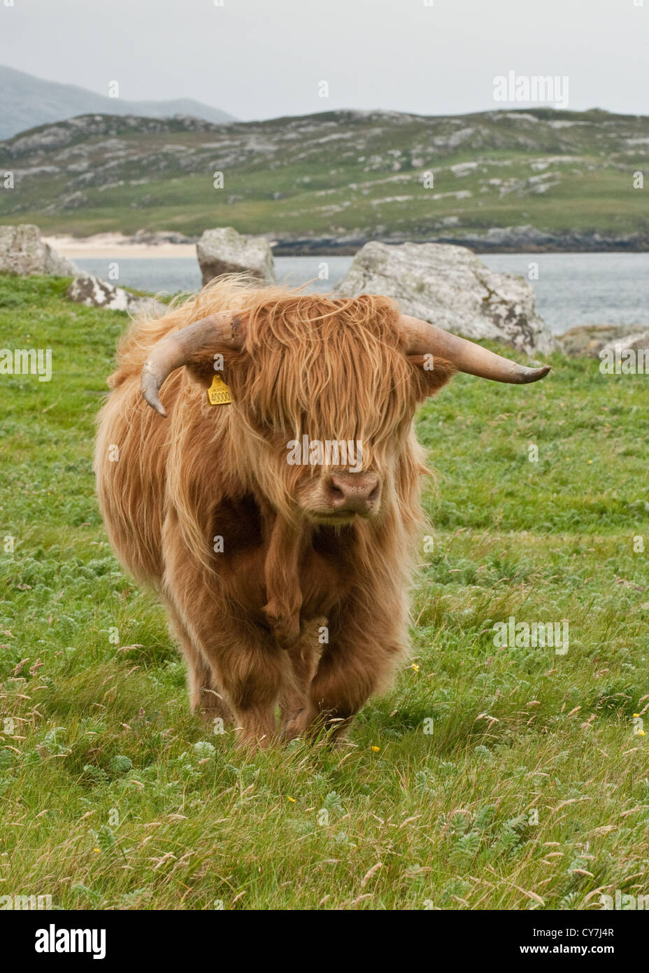 Highland Kuh. Insel Lewis, Äußere Hebriden, Schottland Stockfoto