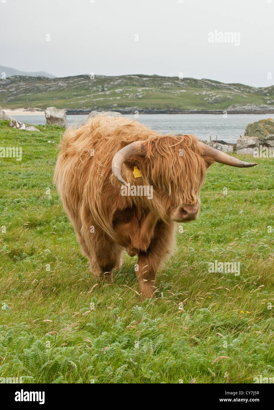 Highland Kuh. Insel Lewis, Äußere Hebriden, Schottland Stockfoto