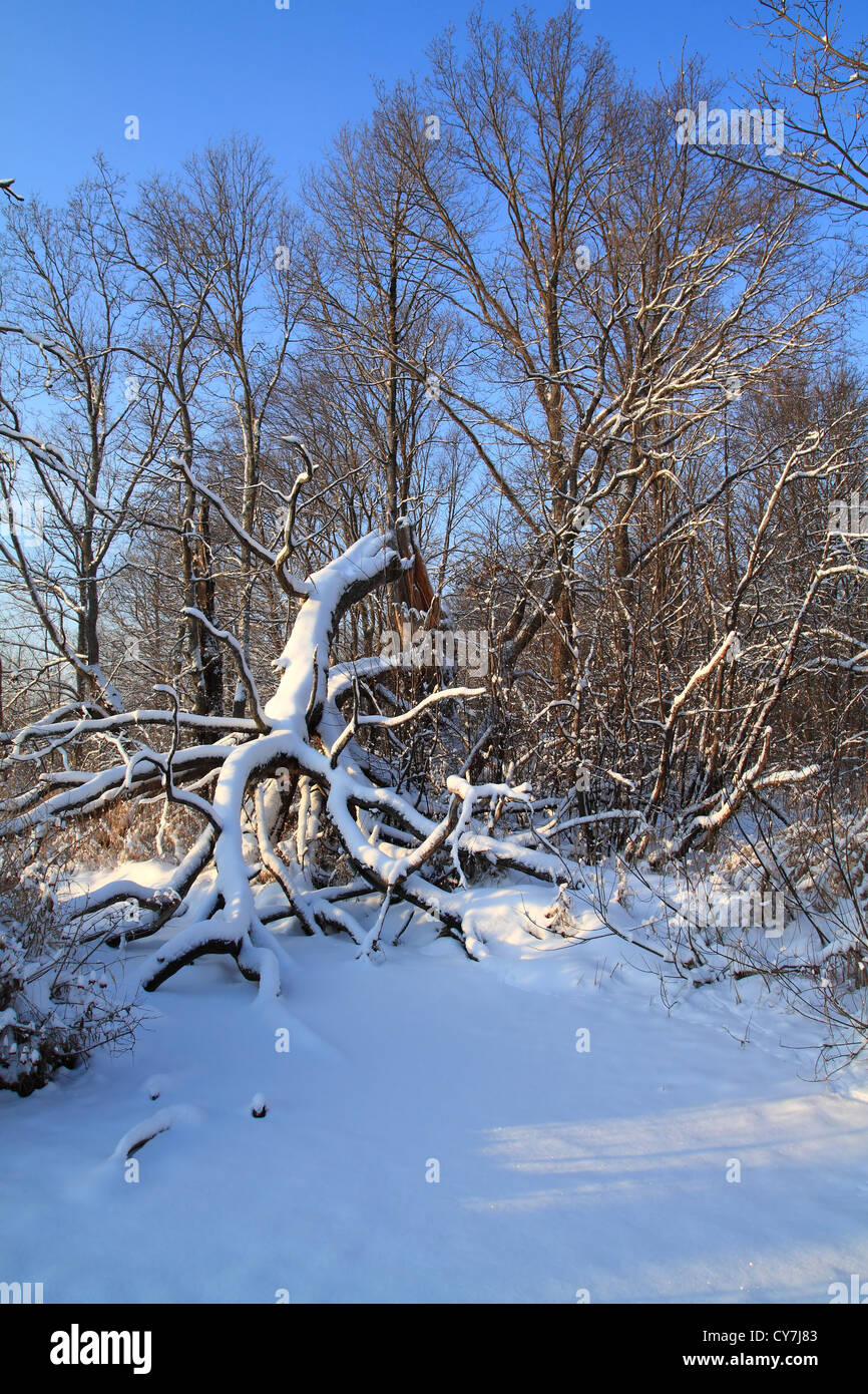 umgestürzten Baum im Winter Holz Stockfoto