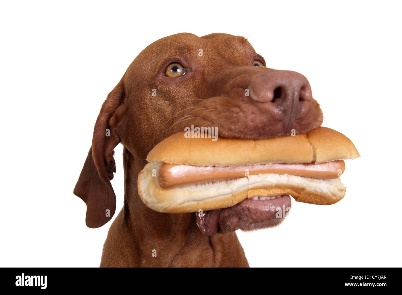 Real Hot-Dog in Hunde Mund auf weißem Hintergrund Stockfoto