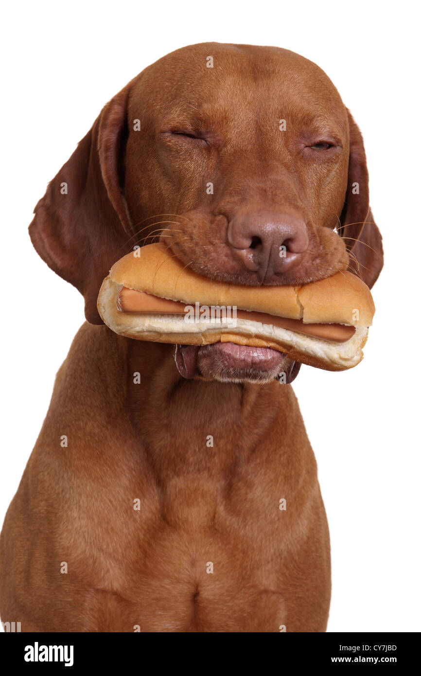 Hund mit echten Hotdog im Maul auf weißem Hintergrund Stockfoto