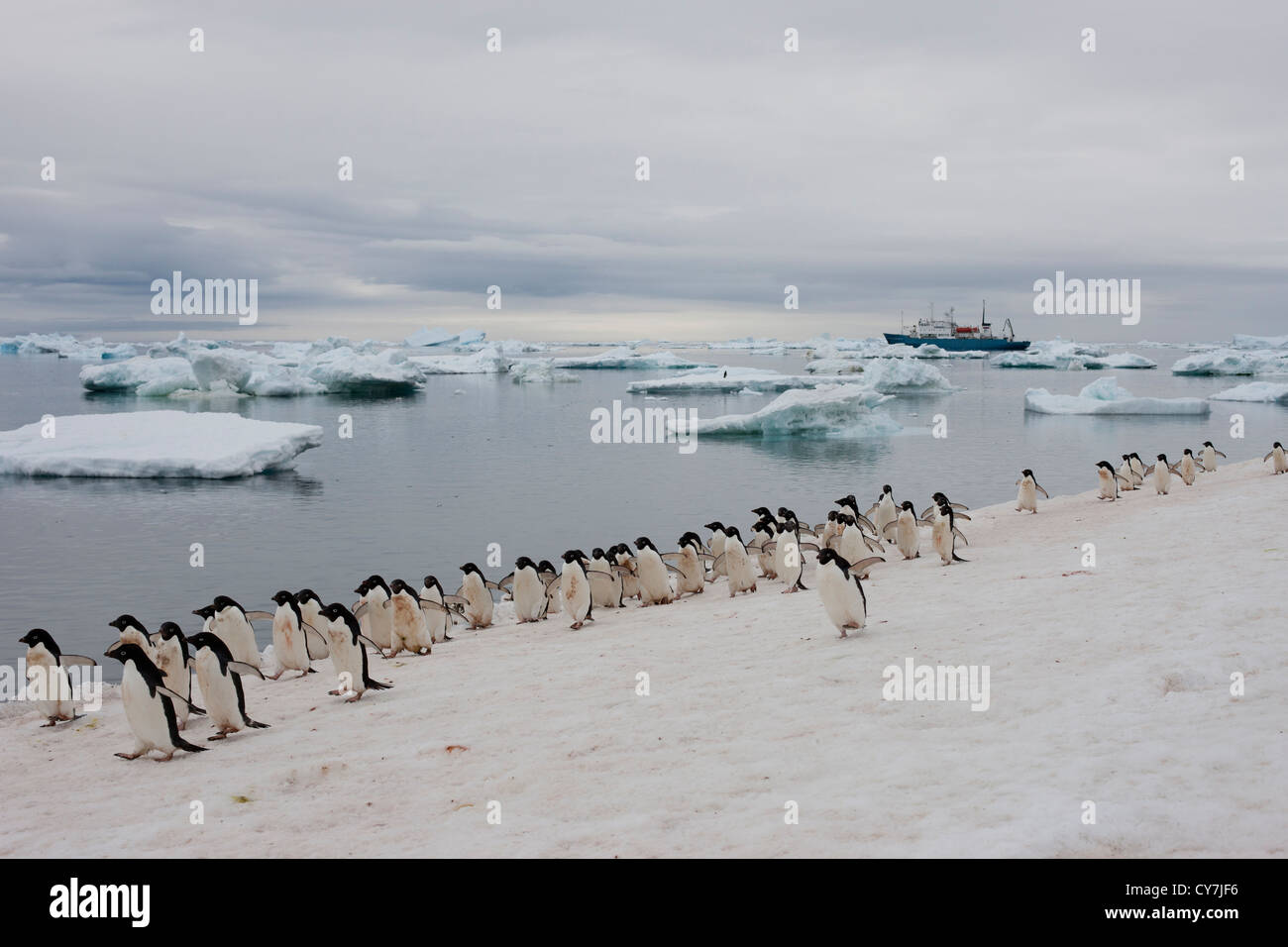 Adelie Penguin (Pygoscelis Adeliae) auf Paulet Island, Antarktis mit Professor Multanovski im Hintergrund. Stockfoto