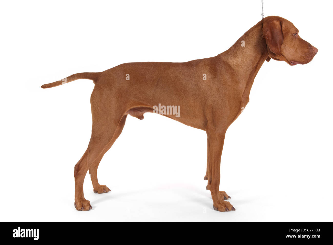 Showhund gestapelt auf weißem Hintergrund Stockfoto