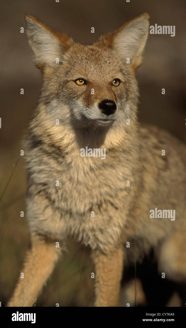 Ein Kojote Pausen während einer Jagd-Vorstoß zu hören Stockfoto