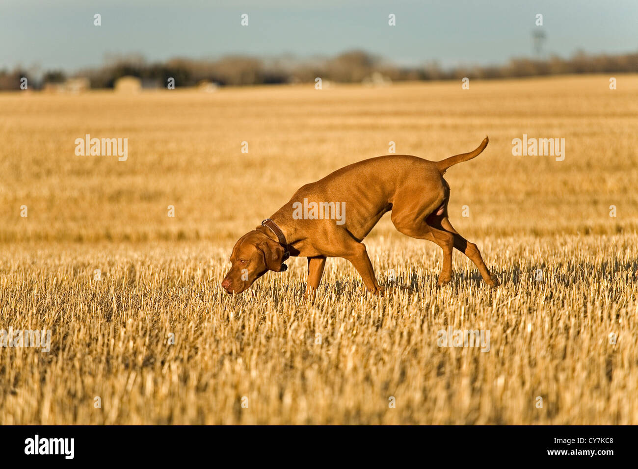 Jagdhund in Feld suchen Stockfoto