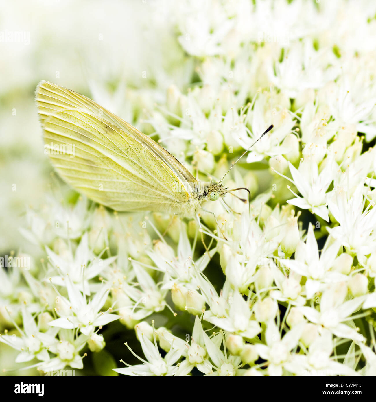 Kleine weiße auf weiße Sedum Blüten im Spätsommer Stockfoto