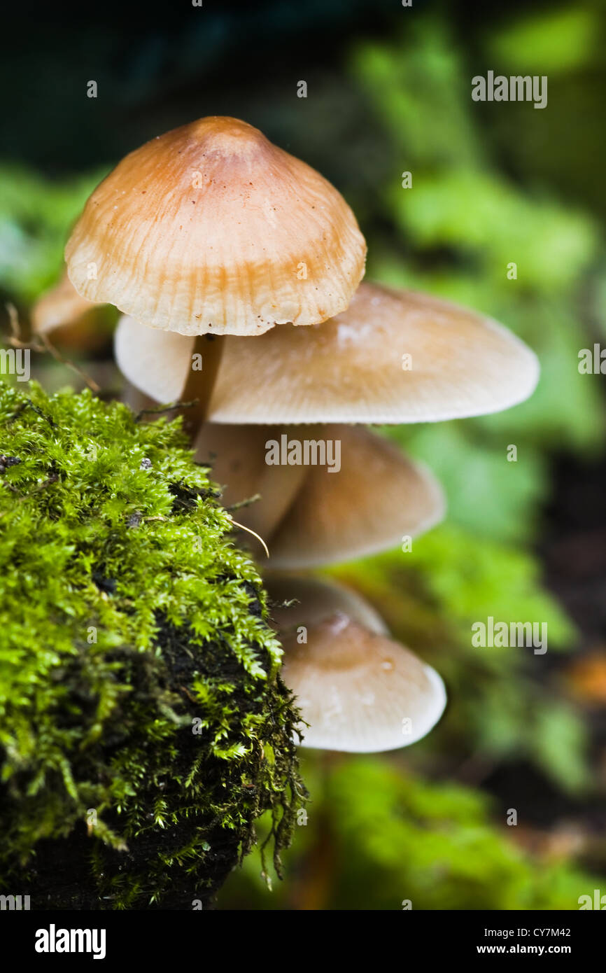 Kleine Gruppe von Pilzen an regnerischen Tag im Herbst hautnah Stockfoto