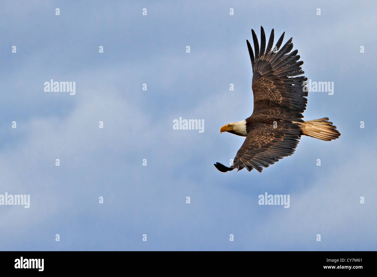 Weißkopf-Seeadler fliegen entlang der Great Bear Rainforest, Britisch-Kolumbien Küste, Britisch-Kolumbien, Kanada. Stockfoto