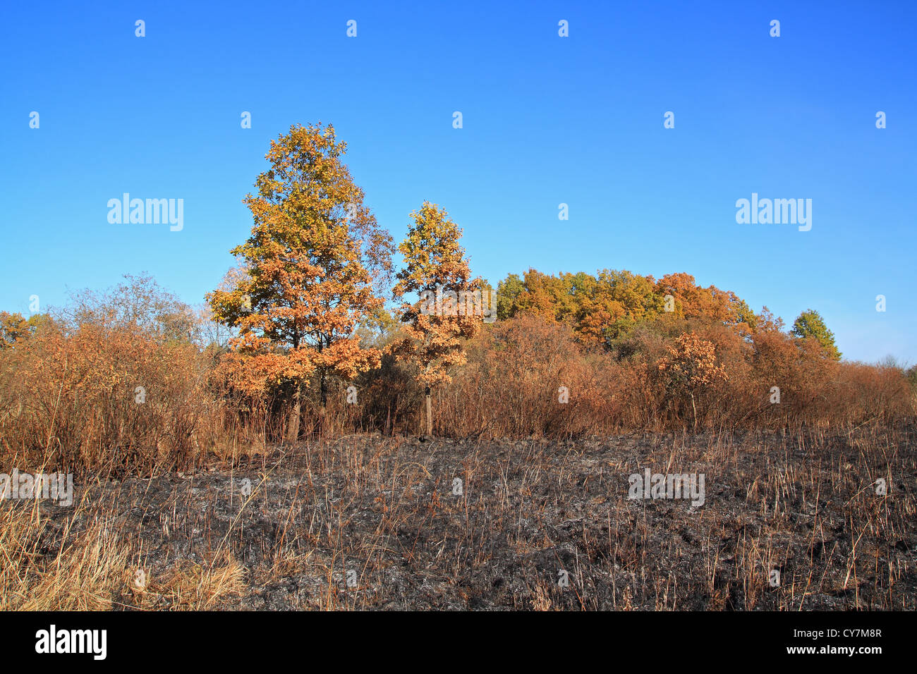 Eichenholz nach starkem Feuer Stockfoto