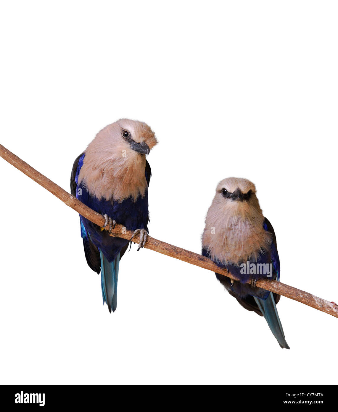Blau-Bellied Roller Vögel auf weißem Hintergrund Stockfoto