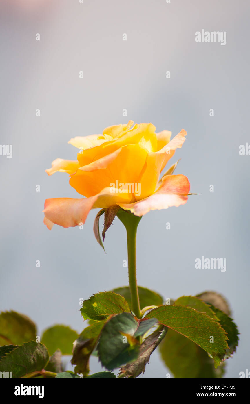 orange Rose für Geschenk und Liebe Stockfoto