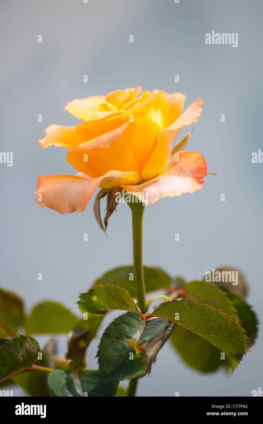 orange Rose für Geschenk und Liebe Stockfoto