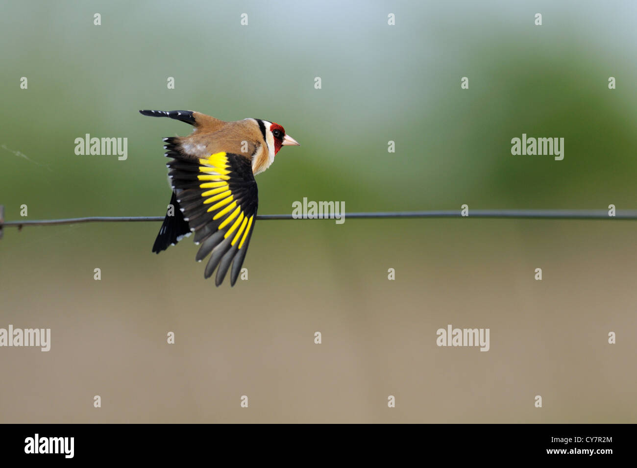 Stieglitz (Cardeulis Cardeulis) Stockfoto