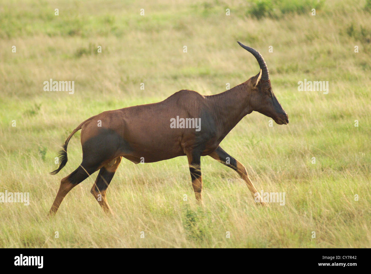 Roan Antilope (Hippotragus Spitzfußhaltung) fotografiert auf der Queen Elizabeth National Park, Ishasha Sektor, Uganda Stockfoto