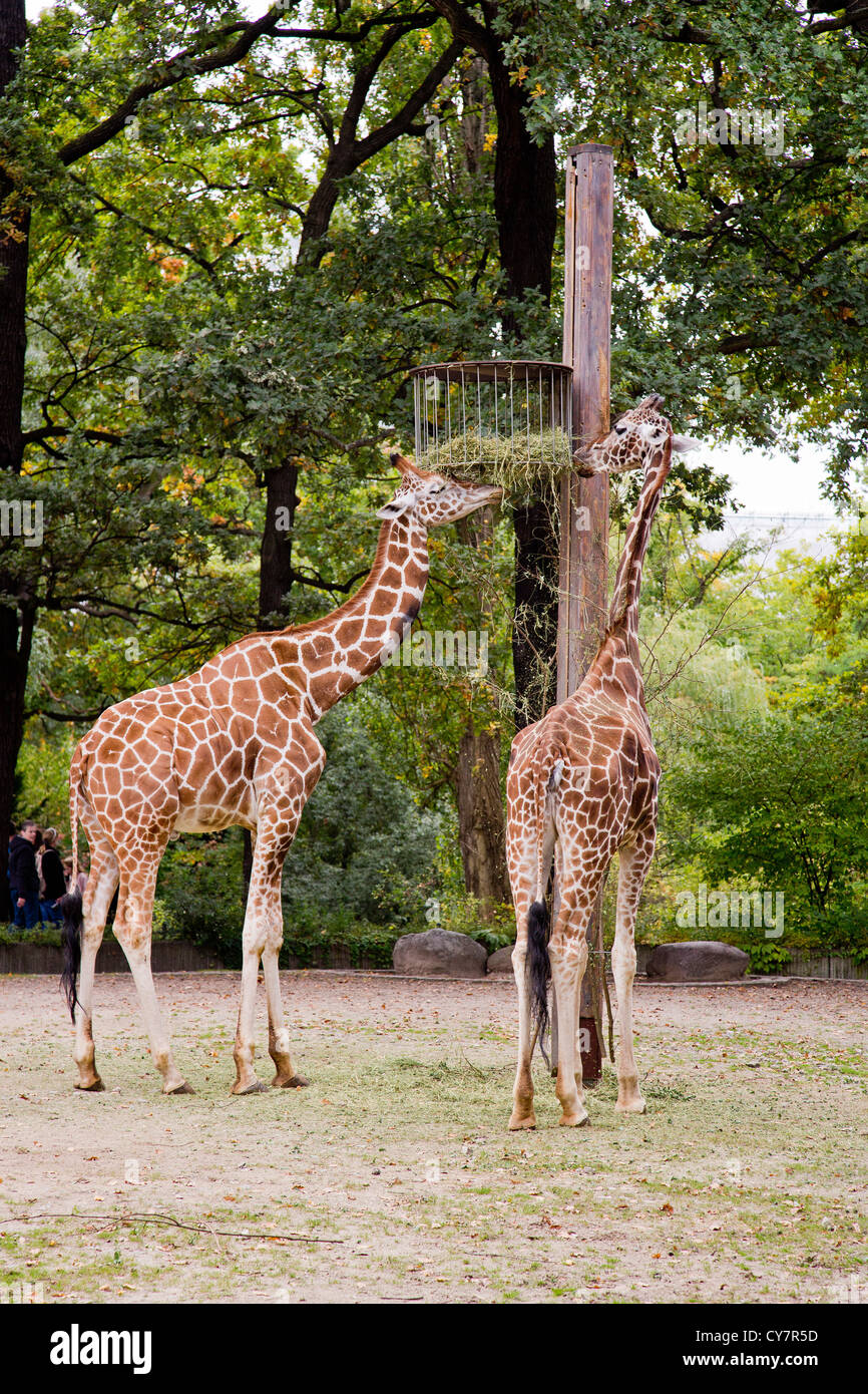 Zoologischer garten berlin Fotos und Bildmaterial in hoher Auflösung