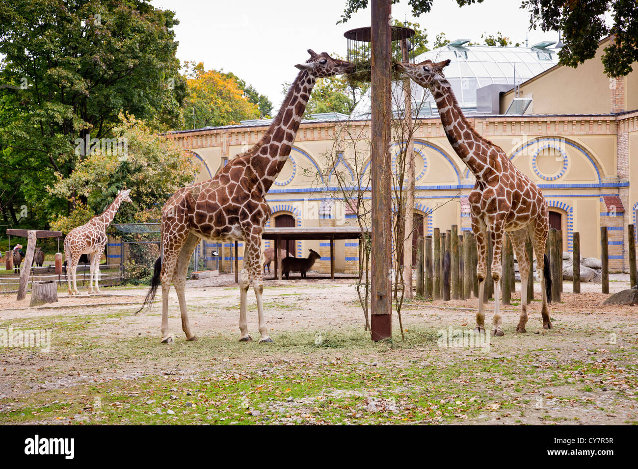 Giraffen in Berlin Zoologischer Garten, Berlin, Deutschland Stockfoto