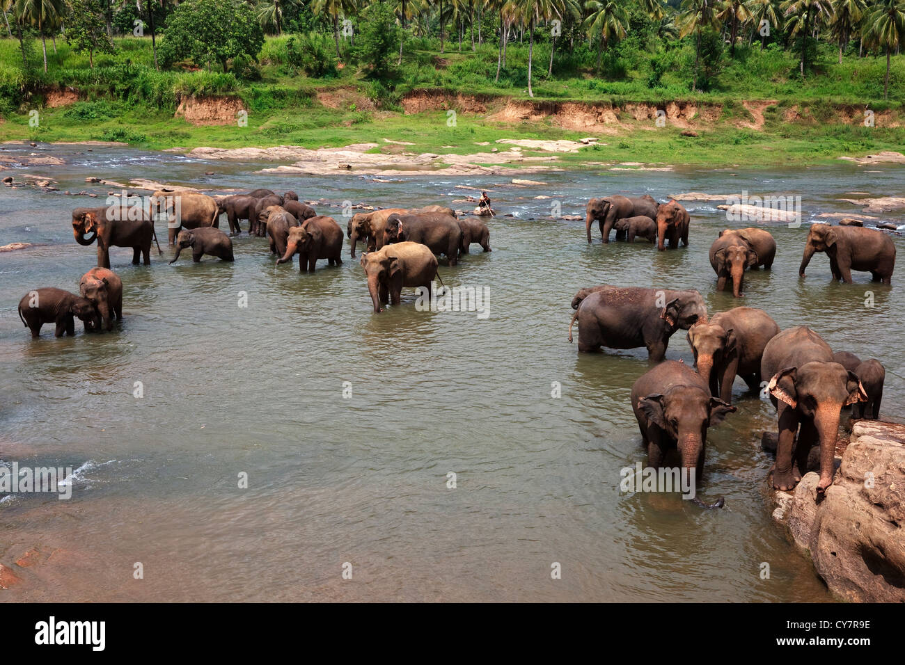 Elefanten aus Pinnawalla Elephant Orphanage, Sri Lanka, wird gewaschen und erfrischt in den Fluss Stockfoto