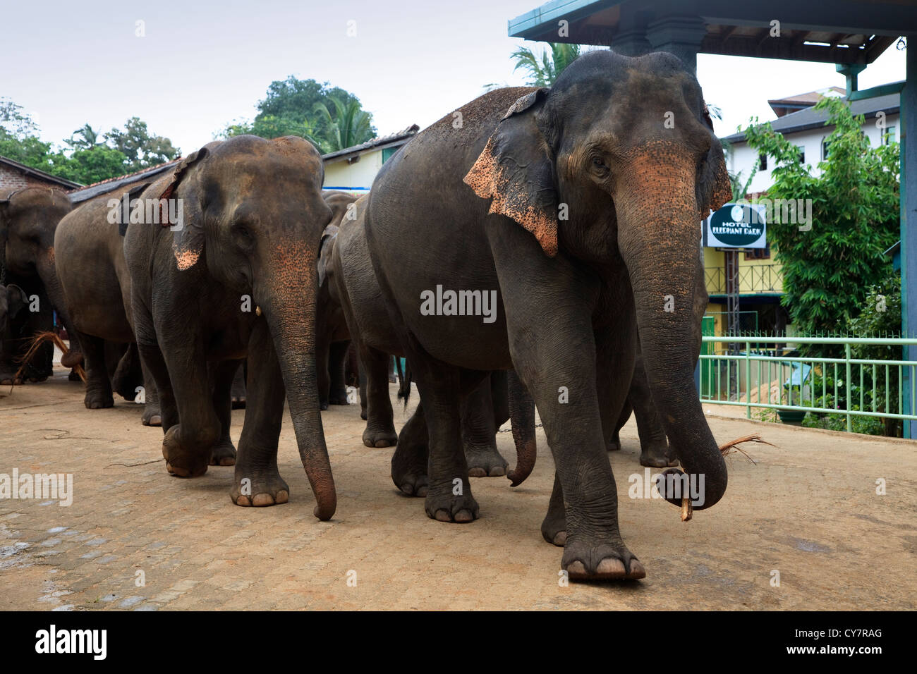 Elefanten aus Pinnawalla Elephant Orphanage, Sri Lanka, ein Spaziergang durch das Dorf Kegella in Richtung des Flusses zum Waschen Stockfoto