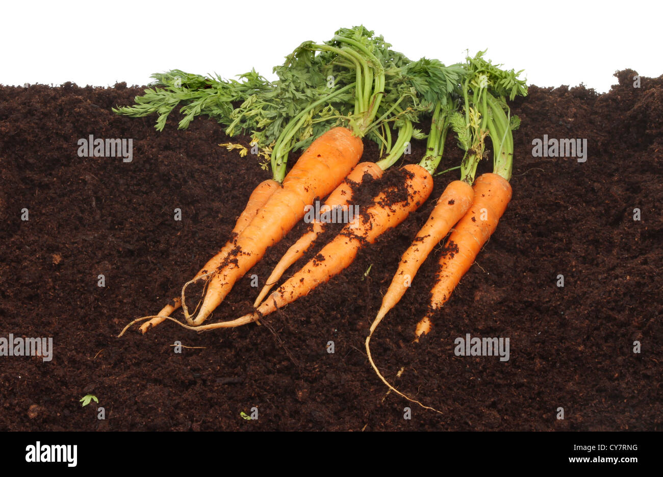 Frische Karotten, die am Boden liegen Stockfoto