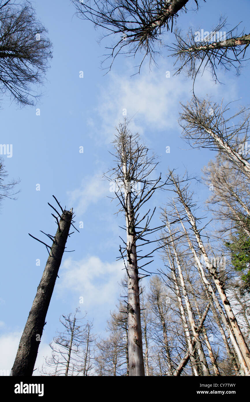 Sterbende Bäume in Harz Region, Deutschland Stockfoto