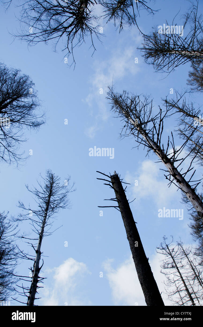Sterbende Bäume in Harz Region, Deutschland Stockfoto