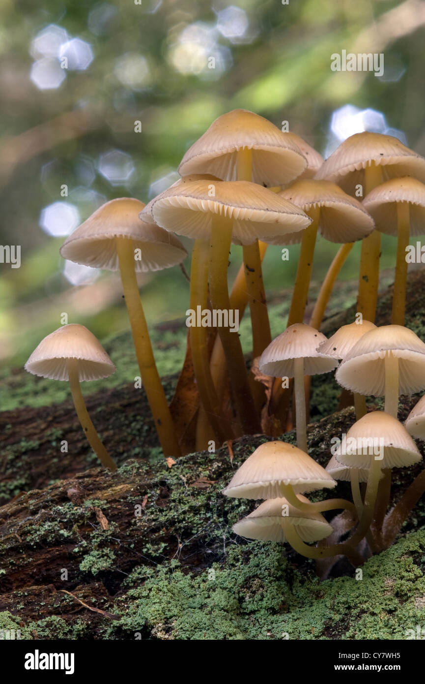 Mycena Crocata Pilz Stockfoto