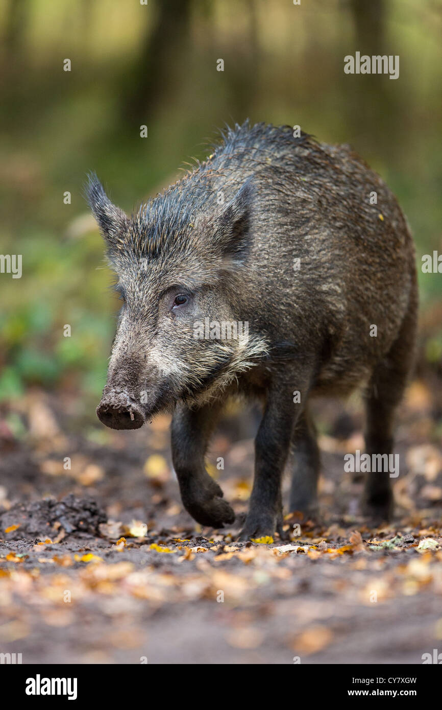 Wildschwein (Sus Scrofa) roaming frei zu Fuß durch einen herbstlichen Wald in Wald des Dekans, Gloucestershire, UK Stockfoto