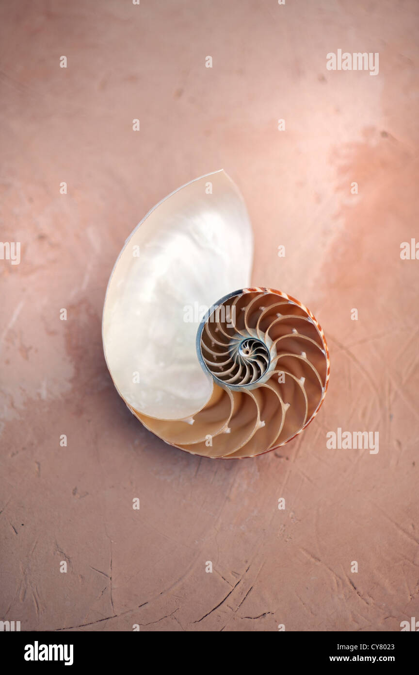 Nautilus Muschel auf natürlichen organischen Oberfläche fotografiert. Stockfoto