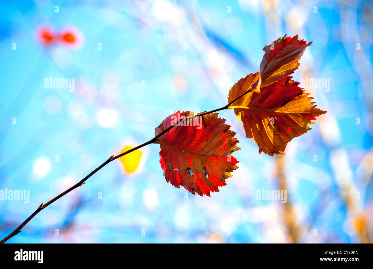 Schöne Herbstlaub rote und gelbe vor blauem Himmel. Selektiven Fokus Stockfoto