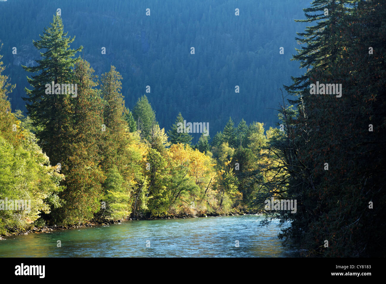 Skagit River und im Herbst Laub, Ross Lake National Recreation Area, Newhalem, Washington State, USA Stockfoto