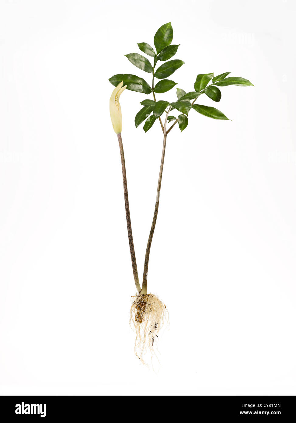 Konjak Pflanze mit Wurzel und Blätter Stockfoto