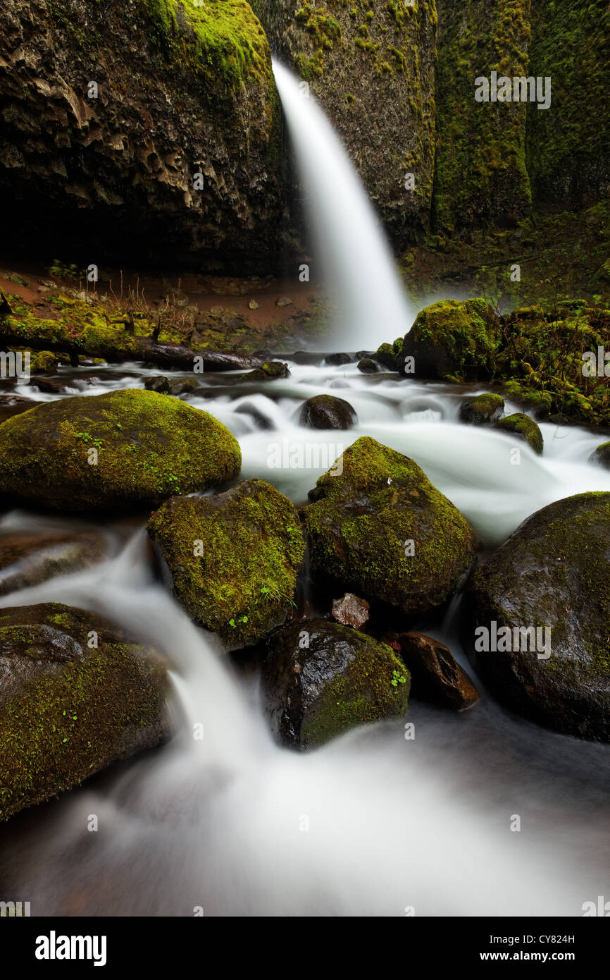 Schachtelhalm Bach stürzt über Pferdeschwanz fällt und Moos bedeckt Felsbrocken, Columbia River Gorge National Scenic Area, Oregon, USA Stockfoto