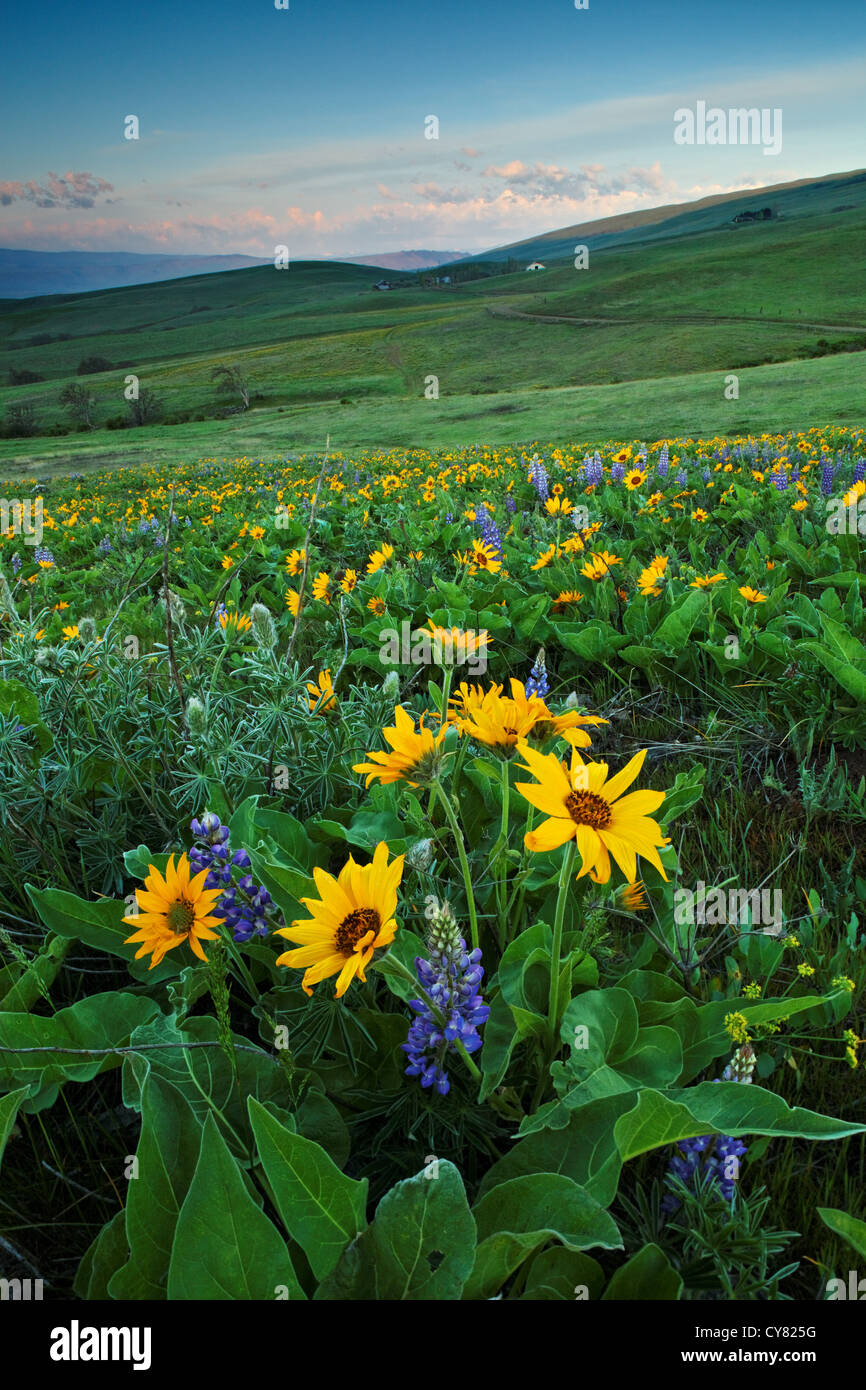 Balsamwurzel und Lupinen blühen im Frühling, Columbia Hills State Park, Klickitat County, Washington, USA Stockfoto